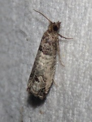 Notocelia incarnatana