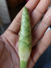 Goeppertia macrosepala