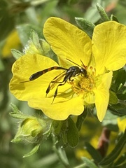 Gasteruption assectator