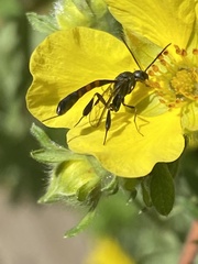 Gasteruption assectator