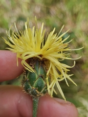 Centaurea rupestris
