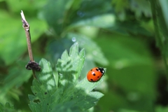 Coccinella septempunctata