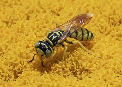 Philanthus multimaculatus
