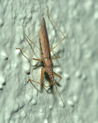Nabis capsiformis