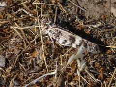 Dissosteira spurcata