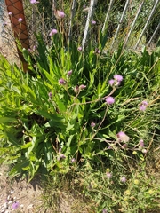 Cirsium monspessulanum