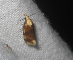 Cochylidia rupicola