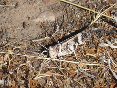 Dissosteira spurcata