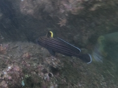 Pareques fuscovittatus