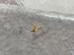 Solenopsis pergandei