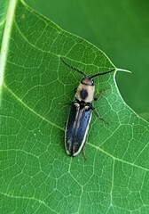 Megapenthes limbalis