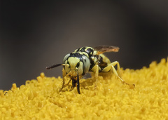 Philanthus multimaculatus