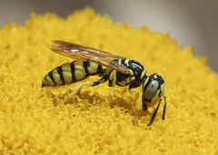 Philanthus multimaculatus