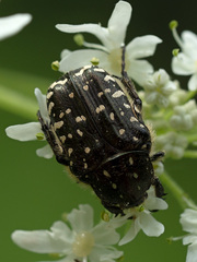Oxythyrea funesta