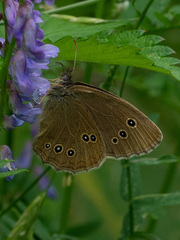 Aphantopus hyperantus
