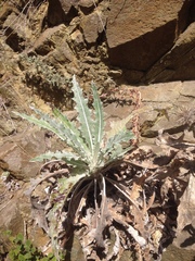 Cirsium occidentale var. coulteri