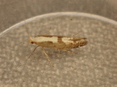Argyresthia conjugella