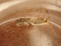 Argyresthia conjugella