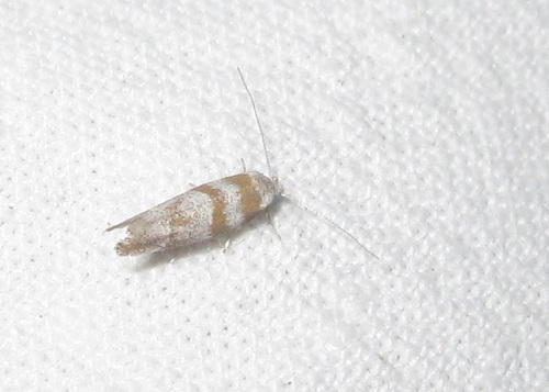 Cedestis gysseleniella