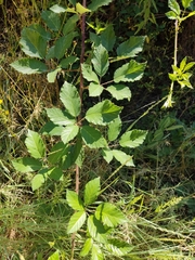 Rubus praecox