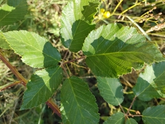 Rubus praecox