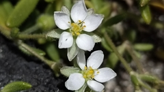 Spergularia azorica