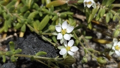 Spergularia azorica