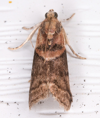 Acrobasis palliolella