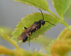 Allantus cinctus