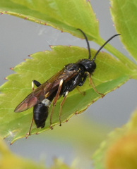Allantus cinctus