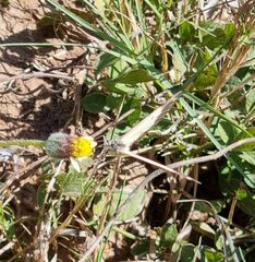 Belenois creona severina