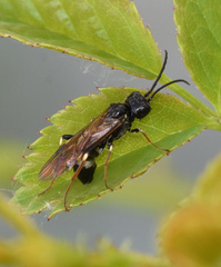 Allantus cinctus