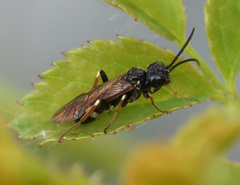 Allantus cinctus