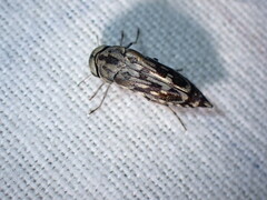 Yakuhananomia bidentata