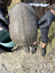 Trachemys decussata