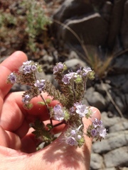 Phacelia floribunda