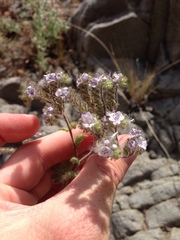 Phacelia floribunda