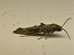 Epermenia albapunctella