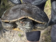 Trachemys decussata