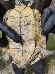 Trachemys decussata