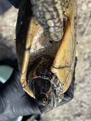 Trachemys decussata