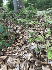 Epipactis microphylla