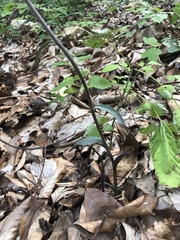 Epipactis microphylla