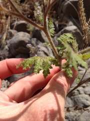 Phacelia floribunda