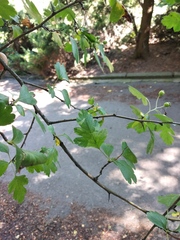 Crataegus × media