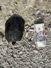 Trachemys decussata