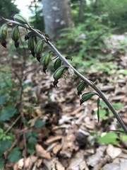 Epipactis microphylla