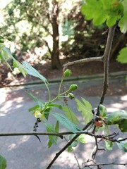 Crataegus × media