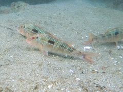 Bigscale Goatfish photo 4
