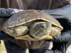 Trachemys decussata